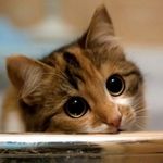 ❤️ Cutest Cat Instagram ❤️