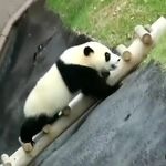 Cute Pandagram