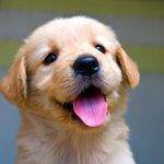Baby Animals Baby Animals