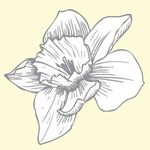 Daffodil Parker