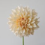 Dahlia Obsession