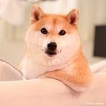 柴犬だいふく