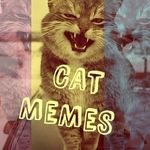 Cat Memes Daily