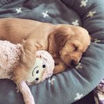 Daisy_cockerspaniel