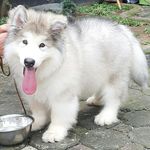 Alaskan Malamute