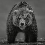 David Yarrow Photography©