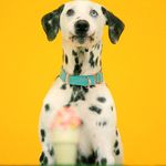 Deaf DALmatian