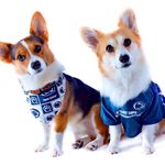 Della & Ace The Corgis