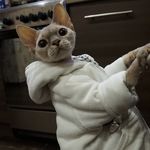 девон рекс котята Devon Rex