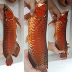 dianarowana