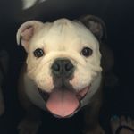 Diesel Deezy | English Bulldog