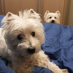 Digit and Dony The Westies