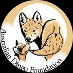 Dingo Discovery Sanctuary