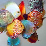 Discus Fish