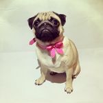 DivaThePug