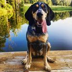 Dixie The Bluetick Coonhound