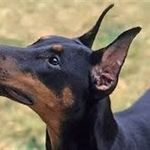 Doberman