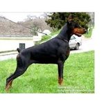 I Love Dobermann