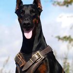 Doberman