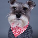 Doc the Schnauzer