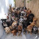 Dog Lovers Community