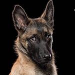 Malinois | Dogs | Puppies