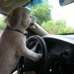 Dogs Driving Cars