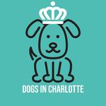 Dogs In Charlotte