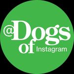 dogsofinstagram