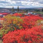 Dolly Sods Wilderness WV