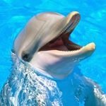 Dolphin Pics Daily!