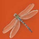 Dragonfly Jewellery