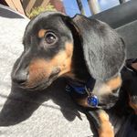 Drogo The Dachsund