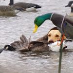 duck hunting