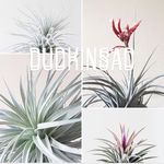 Air plants 🌱 Тилландсии