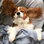 Duke the Cavalier