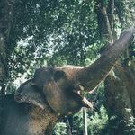 the Elephant Freedom project