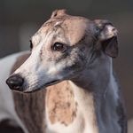 Enja the whippet