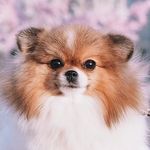 Pomeranians. Шпицы. Собаки