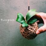 蕨生 Evergreen