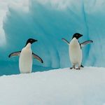 Explore Antarctica