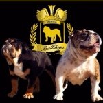 Familia Bulldogs