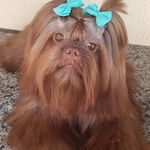 Família Shihtzu