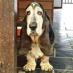 Farnsworth The Handsome Hound