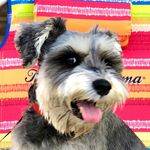 Fergie 🐾 The Schnauzer