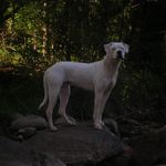 Dogo Argentino