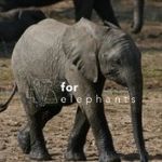 For Elephants