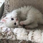 Foster Kittens Diaries