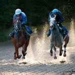 France Galop Maisons-Laffitte