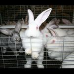 Freedom For Farmed Rabbits